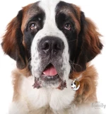My Family Friends St Bernard Ταυτότητα
