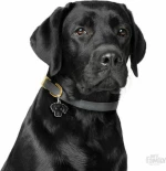 My Family Friends Labrador Ταυτότητα Μενταγιόν