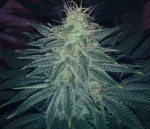 Sumo Seeds - Thunderstruck - 3 seeds