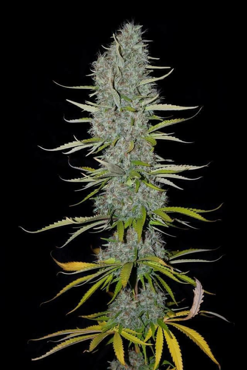 Sumo Seeds - Appleberry - 3 seeds