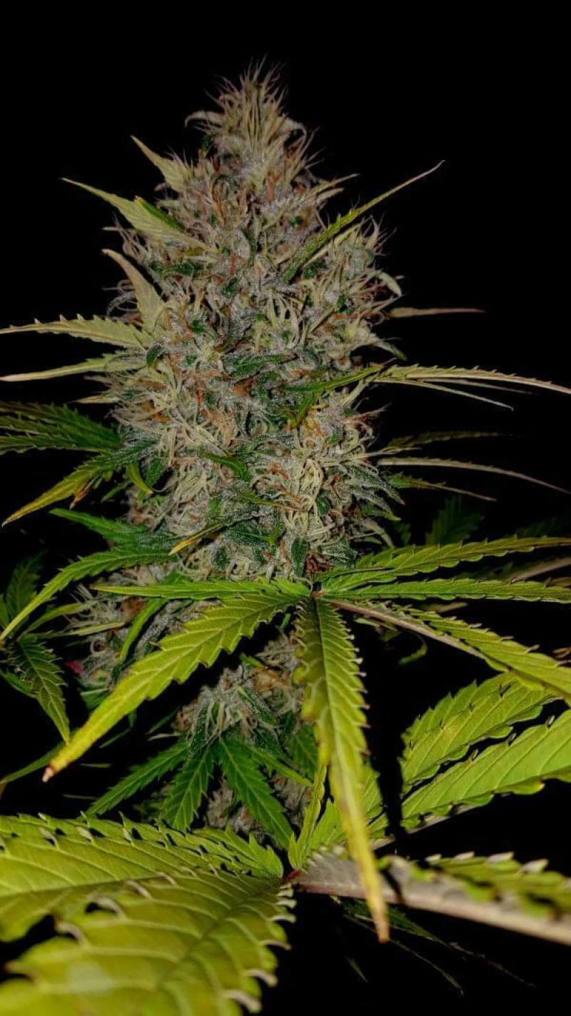 Sumo Seeds - Berries + Cheese - 3 seeds