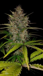 Sumo Seeds - Berries + Cheese - 3 seeds