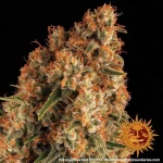 Barneys - Orange Sherbert - 1 seed