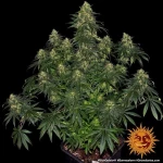 Barneys Farm -BLUE GELATO 41- 1 seed
