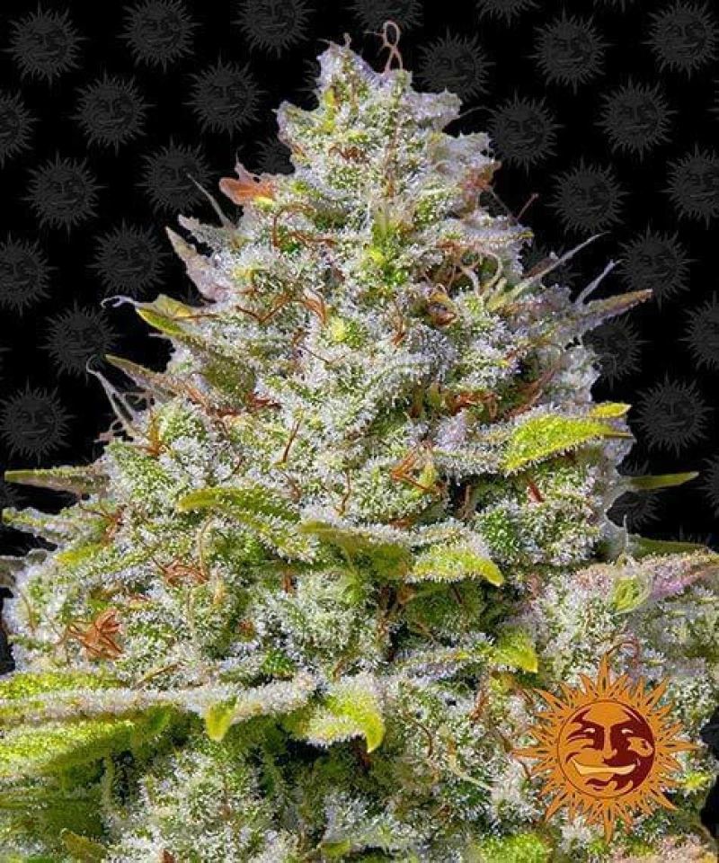 Barneys Farm -BLUE GELATO 41- 1 seed
