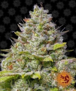 Barneys Farm -BLUE GELATO 41- 1 seed