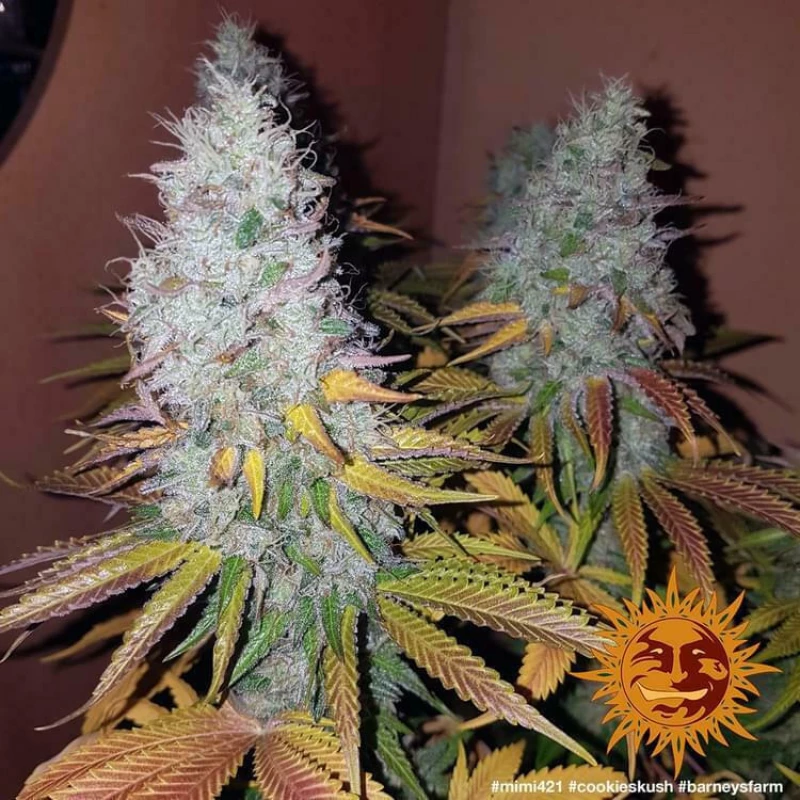Barneys - Cookies Kush - 1 seed