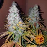 Barneys - Cookies Kush - 1 seed