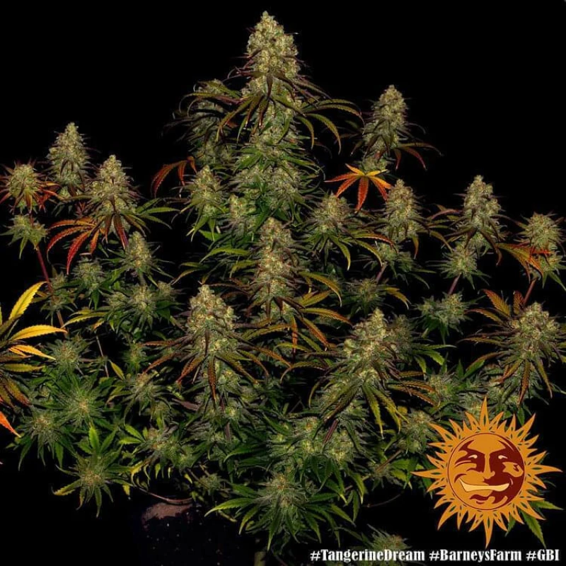 Barneys - Tangerine Dream - 1 seed