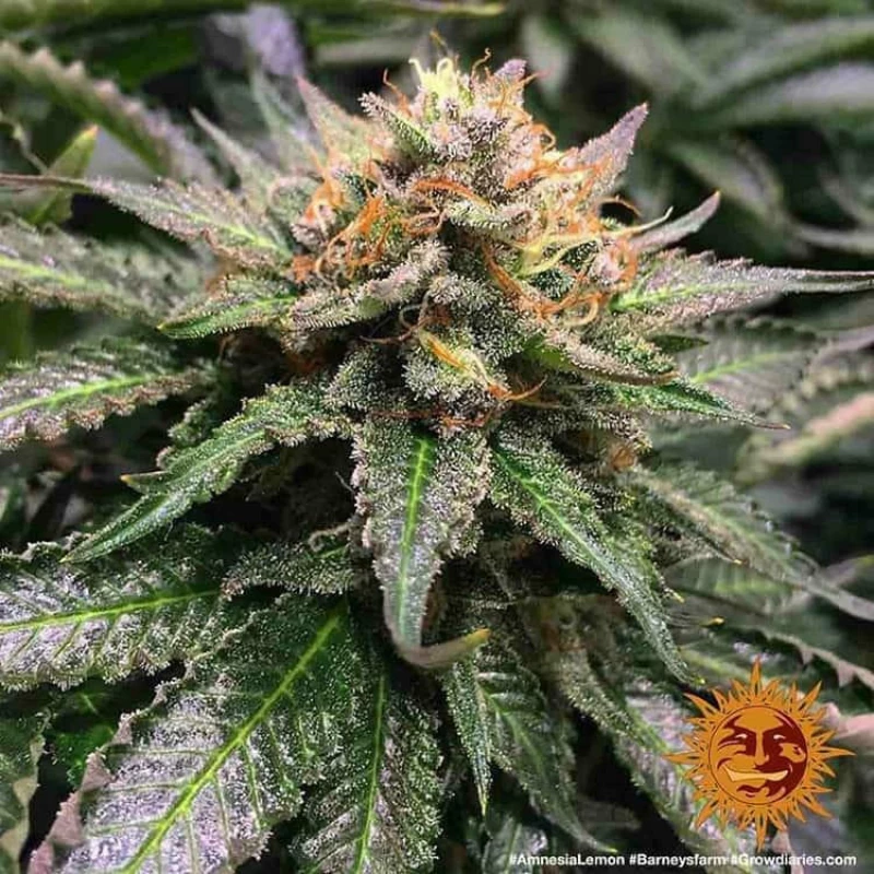 Barneys Farm - Amnesia Lemon - 1 seed
