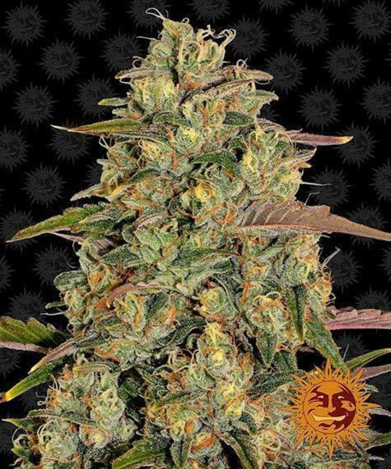 Barneys Farm - Amnesia Lemon - 1 seed