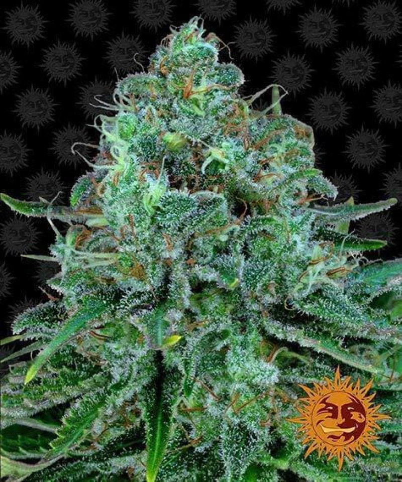 Barneys - Critical Kush - 1 seed