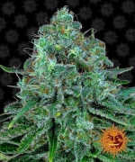 Barneys - Critical Kush - 1 seed