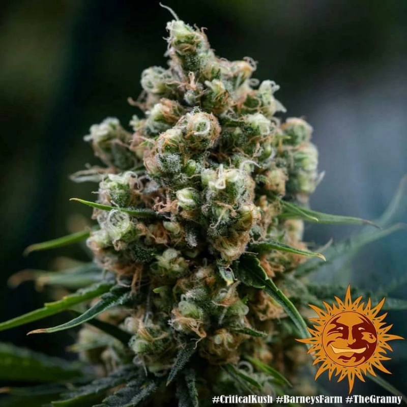 Barneys - Critical Kush - 1 seed