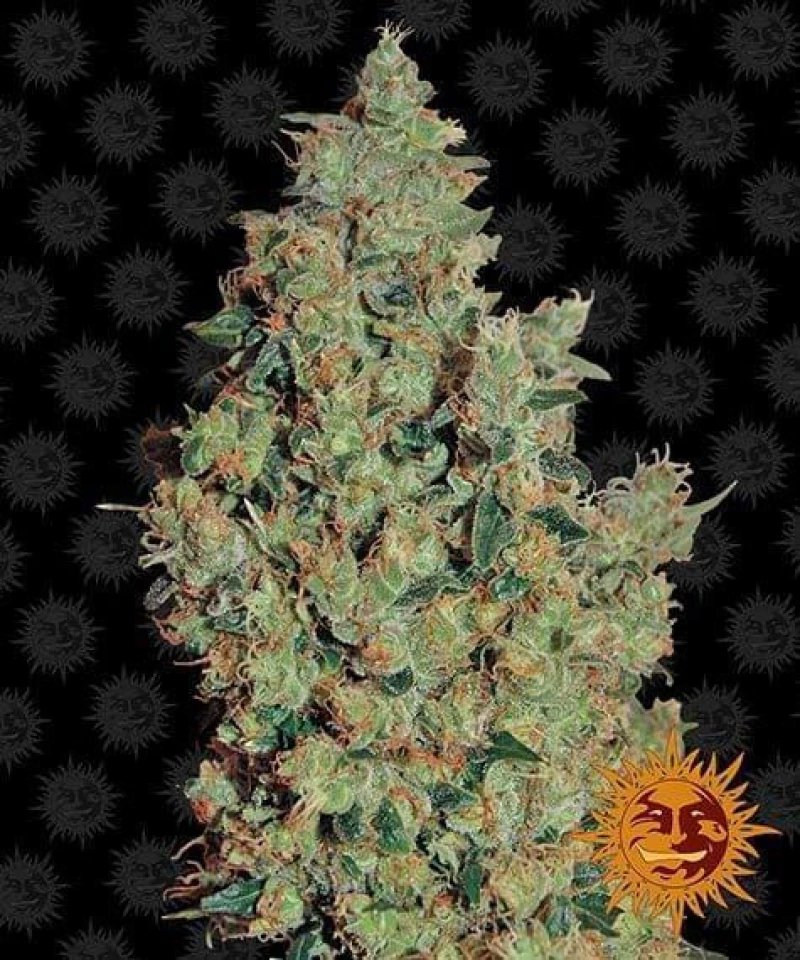 Barneys Farm - Tangerine Dream - 1 seed