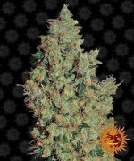 Barneys Farm - Tangerine Dream - 1 seed