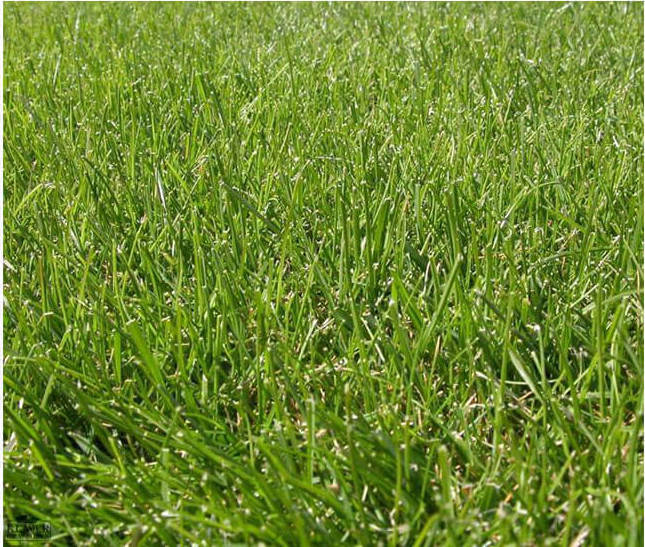 Γκαζόν Festuca Fine Lawn Arundinacea