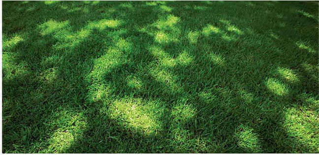 Γκαζόν Festuca Starlett