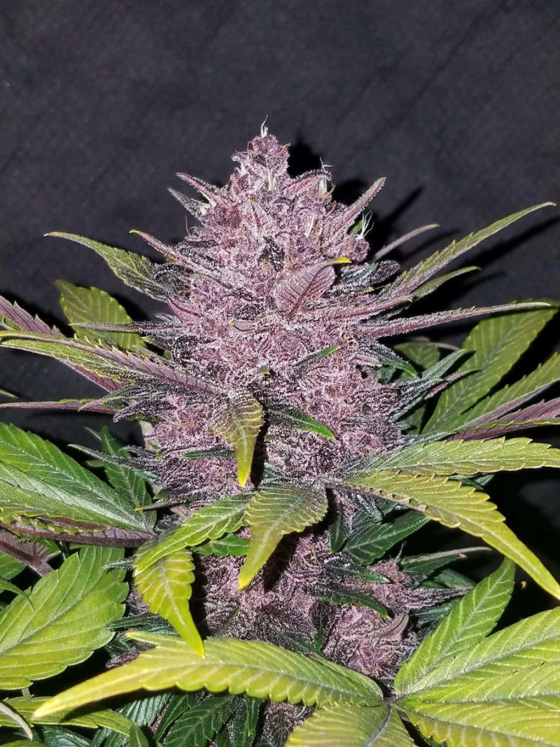 Fast Buds - Blackberry - 5 seeds
