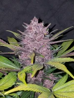Fast Buds - Blackberry - 5 seeds