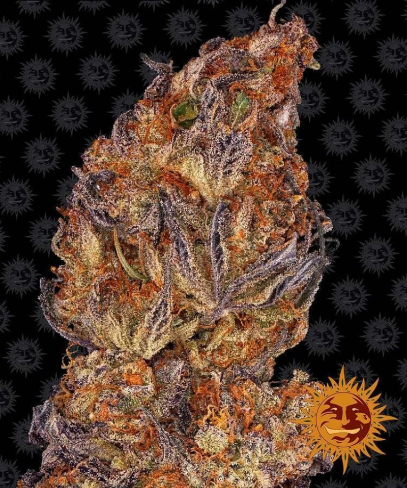 Barneys - Runtz Auto - 1 seed