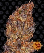 Barneys - Runtz Auto - 1 seed