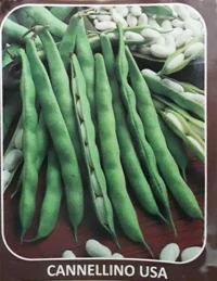 Σπόρος φασόλι Nano Cannellino 1kg