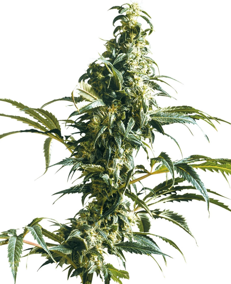 SENSI SEEDS - MEXICAN SATIVA - 3 SEEDS