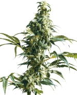 SENSI SEEDS - MEXICAN SATIVA - 3 SEEDS
