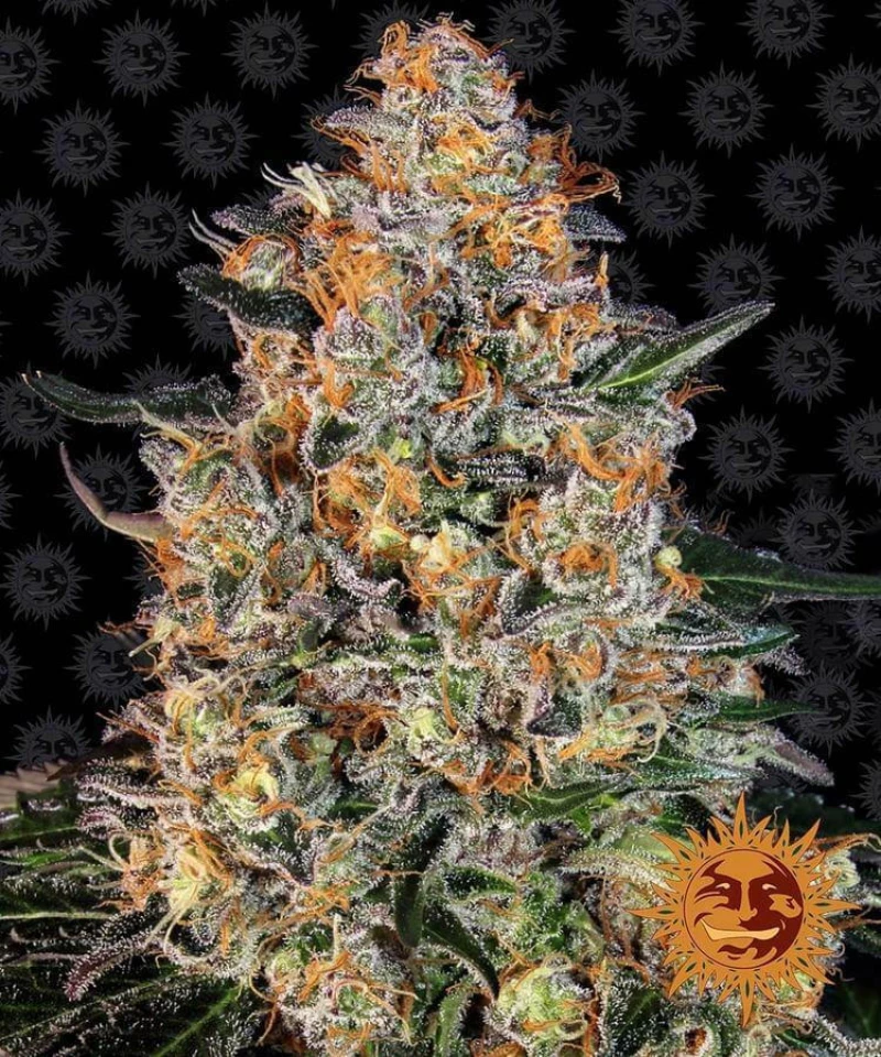 Barneys - Bubba Kush - 3 seeds