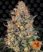 Barneys - Bubba Kush - 3 seeds