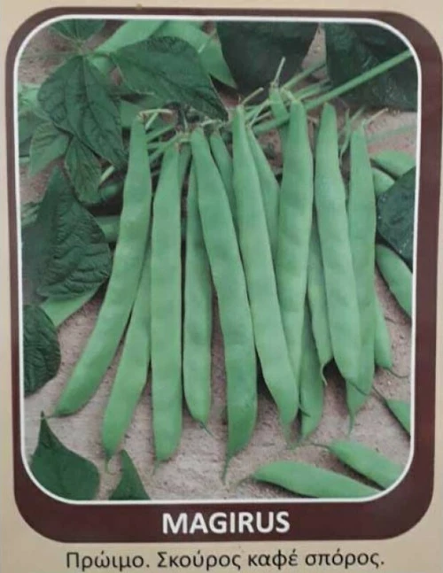 Σπόρος φασόλι Nano Magirus 1kg