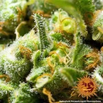 Barneys Farm - Acapulco Gold - 1 seed