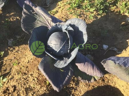 Σπόροι Κόκκινο Λάχανο Remala F1 2500sd