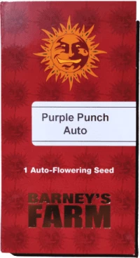 Barneys - Purple Punch Auto - 1 seed