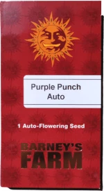 Barneys - Purple Punch Auto - 1 seed