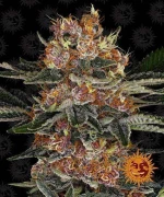 Barneys - Purple Punch Auto - 1 seed
