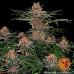 Barneys - Purple Punch Auto - 1 seed