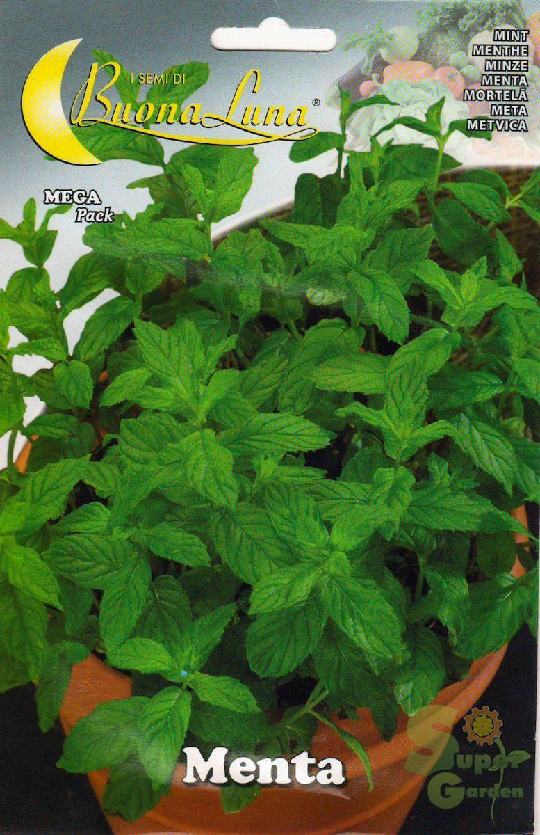 MENTA