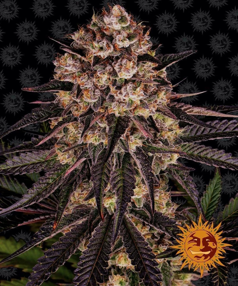 Barneys - Biscotti Mintz - 3 seeds