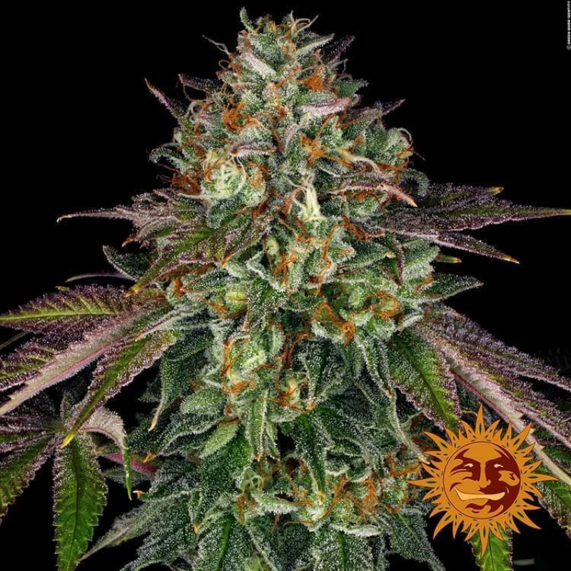 Barneys - Wedding Cake - 1 seed