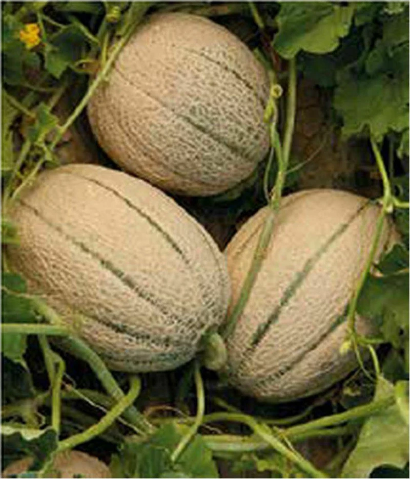 Syngenta Πεπόνι Eccelso GEO849 1000σπόροι