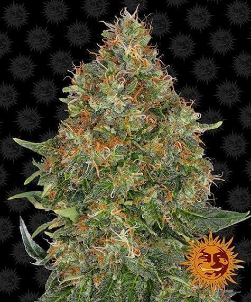 Barneys - Pineapple Express Auto - 1 seed