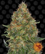 Barneys - Pineapple Express Auto - 1 seed