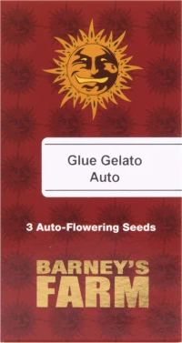 Barneys - Glue Gelato Auto - 3 seeds