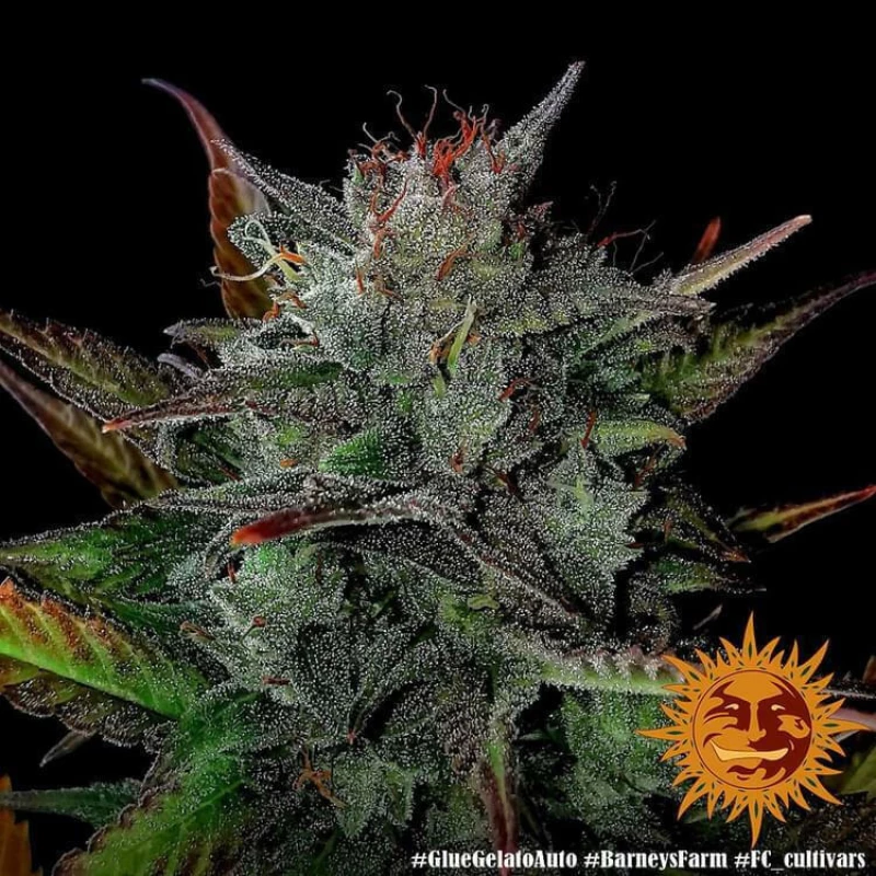 Barneys - Glue Gelato Auto - 3 seeds