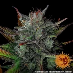Barneys - Glue Gelato Auto - 3 seeds