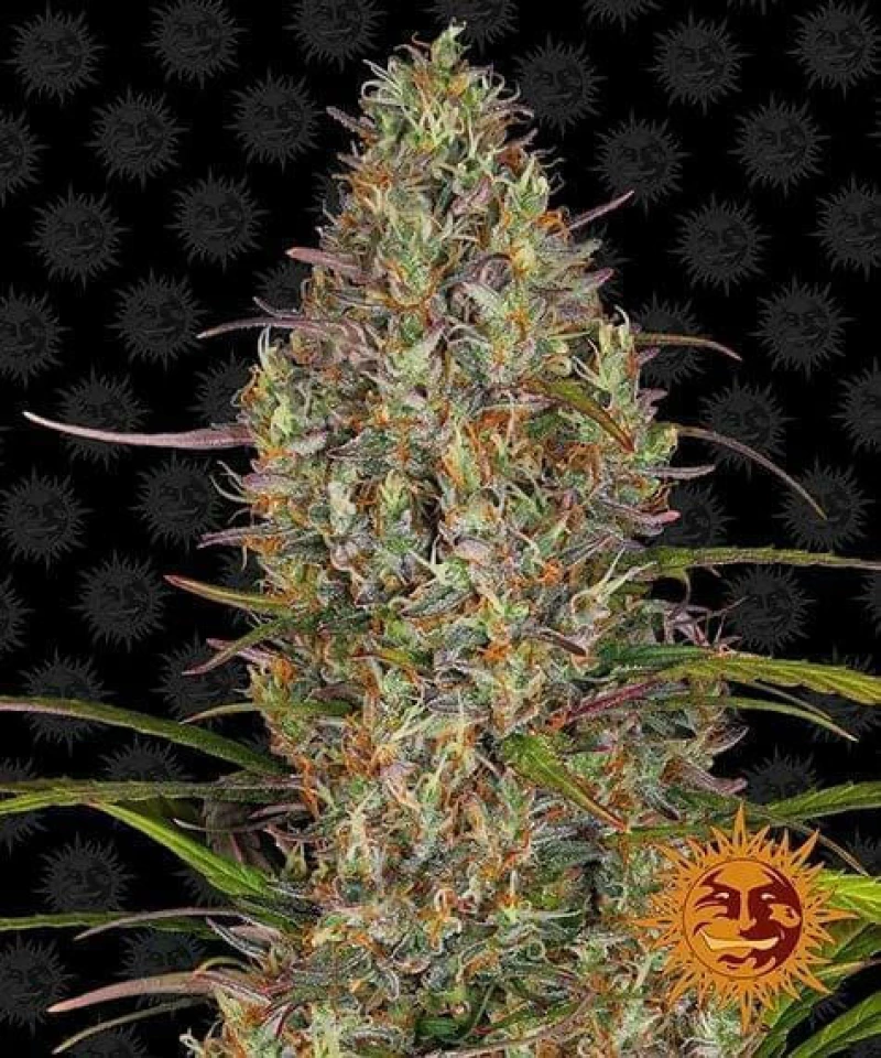 Barneys - Glue Gelato Auto - 3 seeds