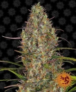 Barneys - Glue Gelato Auto - 3 seeds