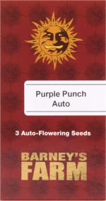 Barneys - Purple Punch Auto - 3 seeds